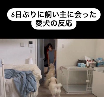 むう君＆める君と飼い主さんの再会2