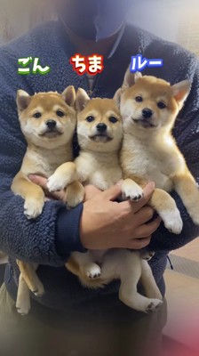飼い主に抱き抱えられる3頭の子犬