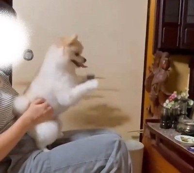 腰を落としたポポちゃん