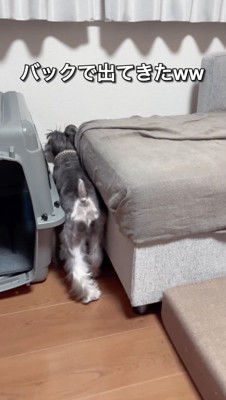 ソファの間から、後ろ歩きで飼い主のところへ戻って来る犬