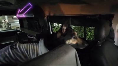 窓の外を見つめる犬