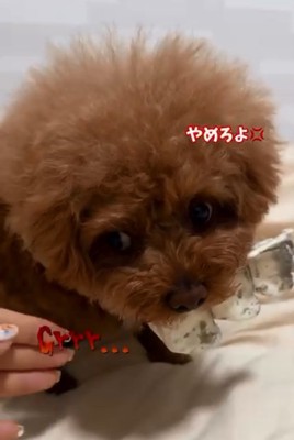 唸るピノちゃん