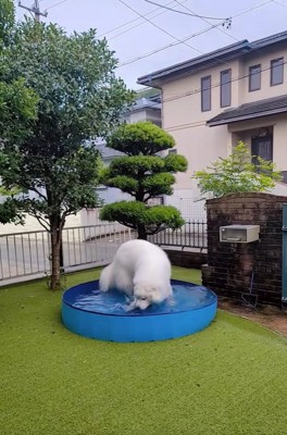 水で遊ぶミントくん