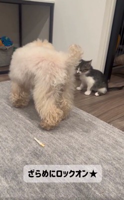 子猫にロックオンのくるみたん