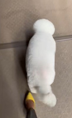 モンくんの成長7