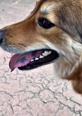 写真横顔のラッキーくん