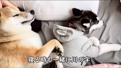 並んで昼寝をする柴犬とハスキー犬の子犬