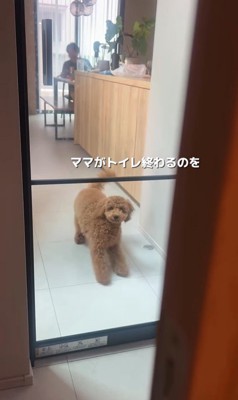 ママさんを待つぷぅと君6