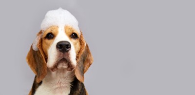 頭に泡をのせる犬