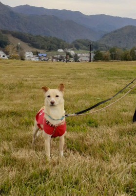 草むらに立つ犬