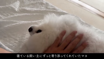 飼い主さんに寄り添うマヨちゃん