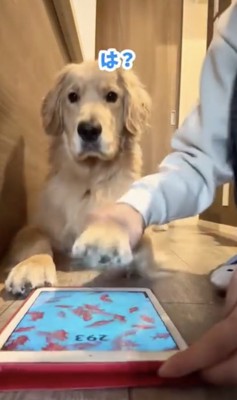 「なにがいかんの?」