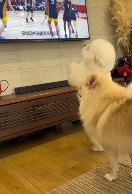 必死にパスを要求し続けます