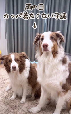 カッパを着せようとしたら…