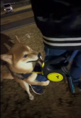 お散歩終了を阻止するはなまる君2