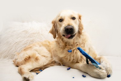 留守中にサンダルをかじる犬