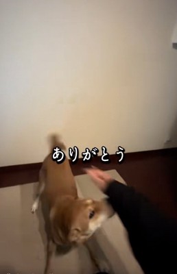 ごぅちゃんをなでようとするパパ