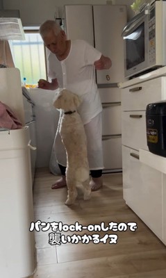 ワンコとおじいちゃんの日常3