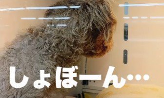 売れ残ったわんこ