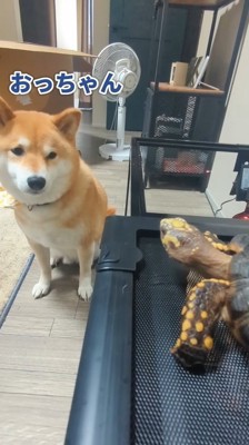 カニに興味津々のスティーブさん9