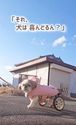 おじいさんに問いかけられた飼い主さん