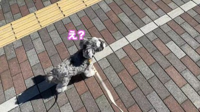 病院が近づくと立ち止まりました