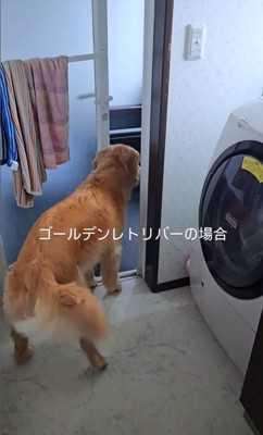 クーちゃんとルナちゃんの反応5