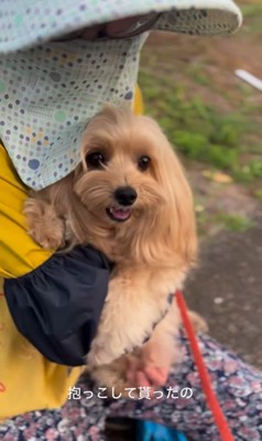 お隣のおばちゃんを発見したちゃちゃ君7