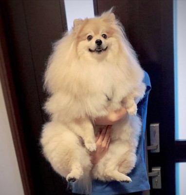 ポメラニアン
