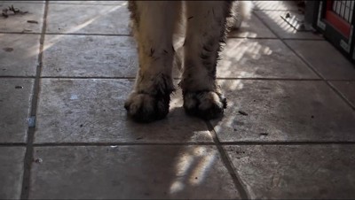 泥で汚れた犬の前足