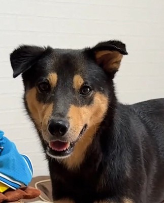 カメラを見つめる犬の顔