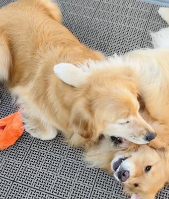 仲良しなコメちゃんとイクラちゃん2