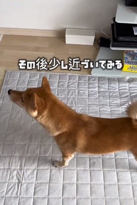 赤ちゃんに近づく小次郎くん