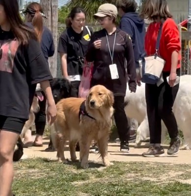 視線で追いかける犬