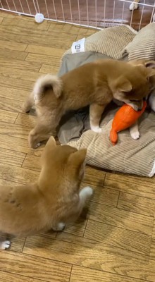 ぬいぐるみを取り合う2頭の子犬を近くから見つめる子犬
