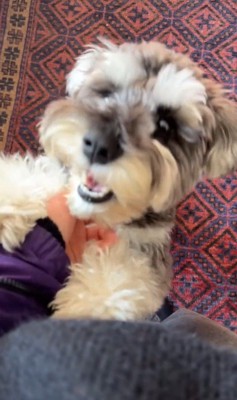 ぺぺ君のお出迎え2