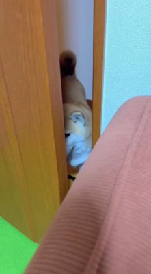 ドアの隙間から顔を出す犬