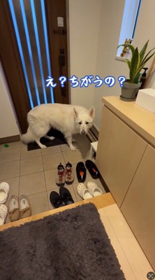玄関扉の前から動かない犬