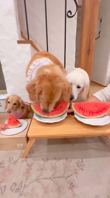 スイカの右上から食べていく犬