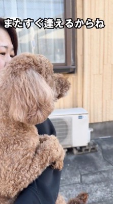 女性に抱きしめられながら一点を見つめる犬