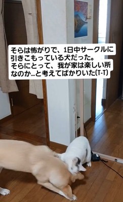 そらちゃんの変化4