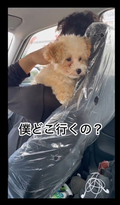 車の中でも不安そう