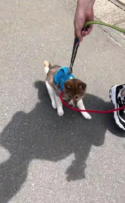 まったく歩こうとしない