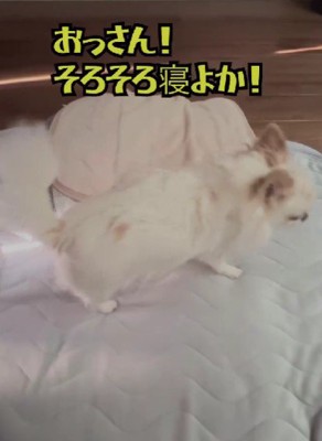 パパとお布団へ…