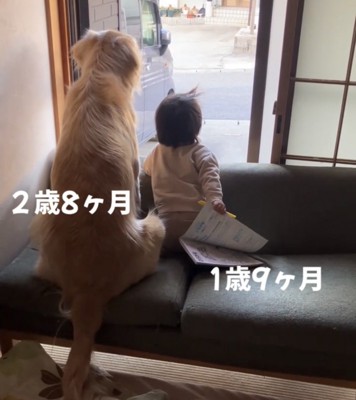 寄り添うように座る犬と赤ちゃんの後ろ姿