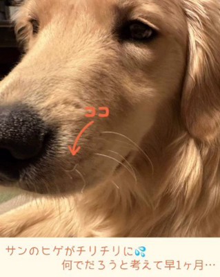 ゴールデンの特性…?