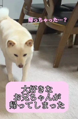 お兄ちゃんが行っちゃった