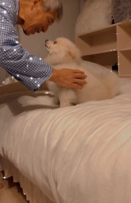 おじいちゃんを見つめる小型犬
