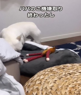 おもちゃで遊ぶ犬1