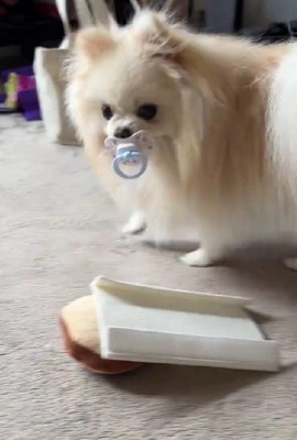 おしゃぶりを与えてみると…